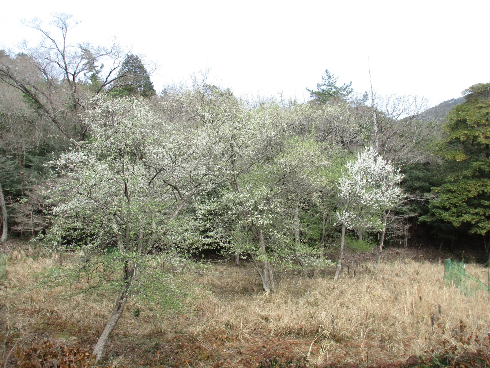 マメナシ保全活動の風景