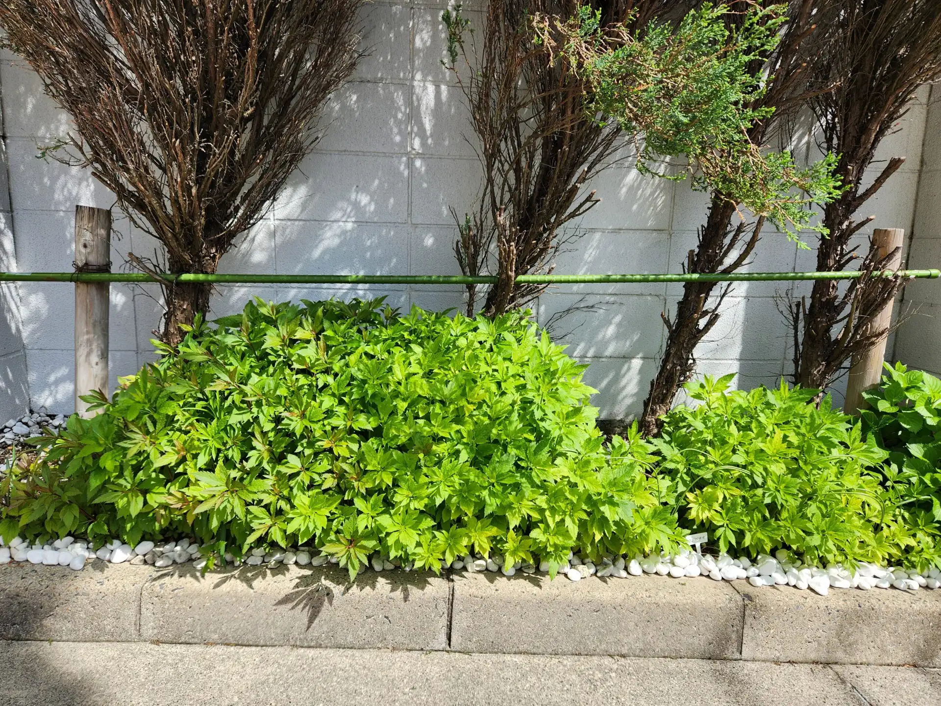 地域清掃で整えた道路沿いの植栽
